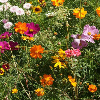 Schnittblumen Wiese