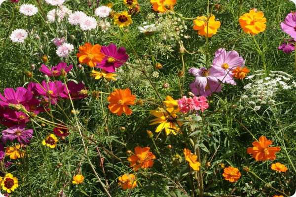 Schnittblumen Wiese