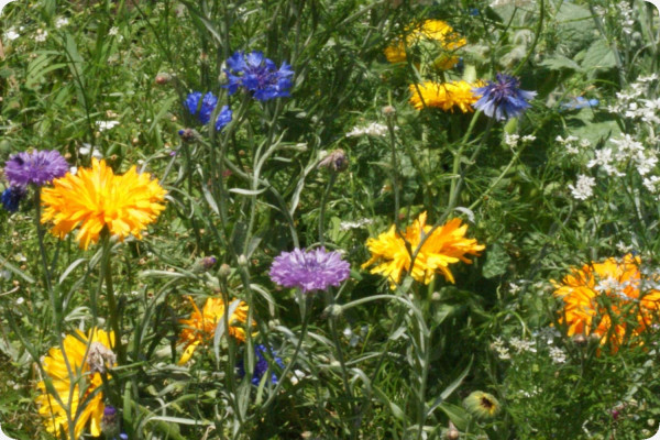 Edible flowers