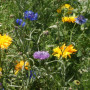 Essbare Blüten