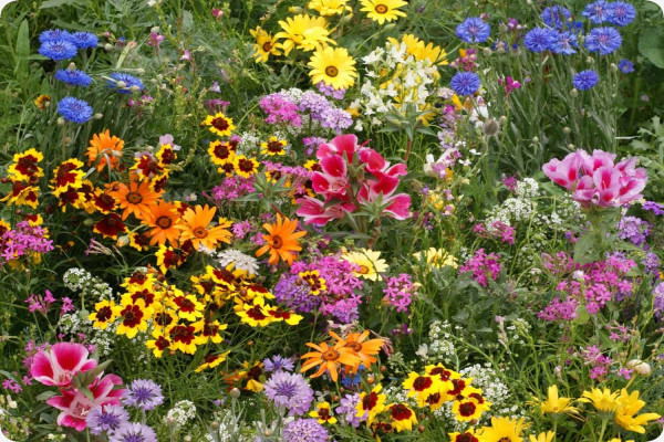 Große Gartenzwerge