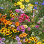 Große Gartenzwerge