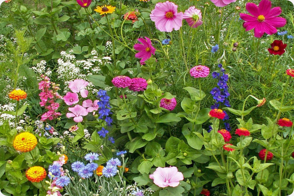 Cottage Garden