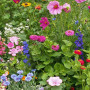 Cottage Garden