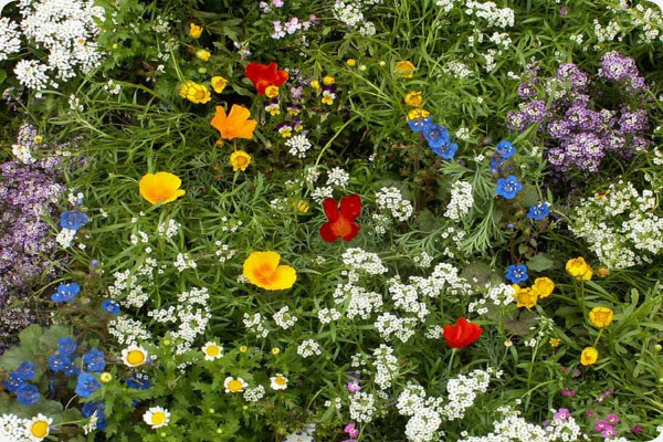 Kleine Gartenzwerge