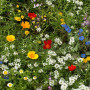 Kleine Gartenzwerge