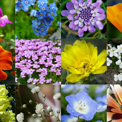 Flower Power - Seed Balls
