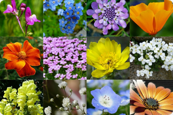 Flower Power - Seed Balls