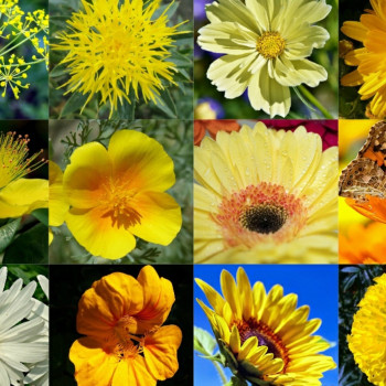 Sonnenschein - Samenbälle