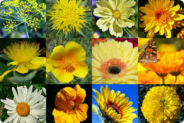 Sunshine - Seed balls