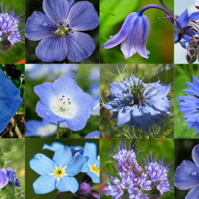 Sky blue - seed balls