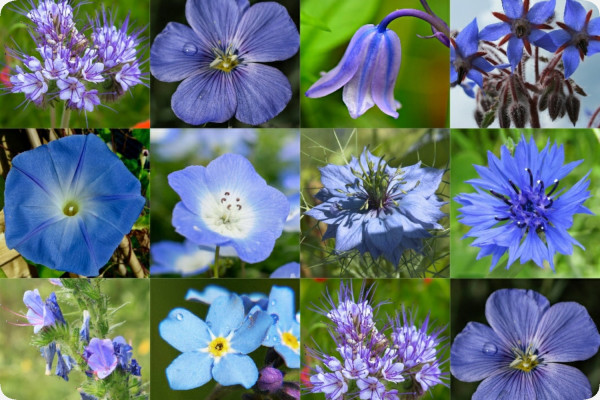 Sky blue - seed balls