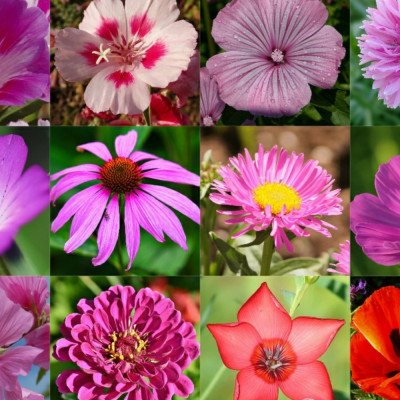 Meine Welt ist rosa - Samenbälle