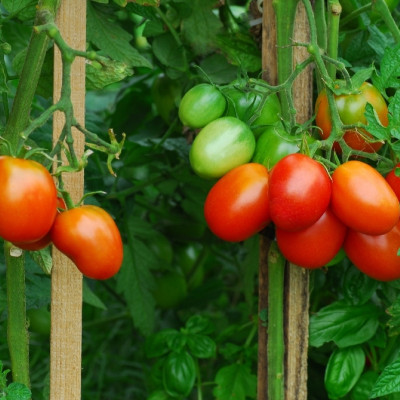 ORGANIC - Tomato - Principe Borghese