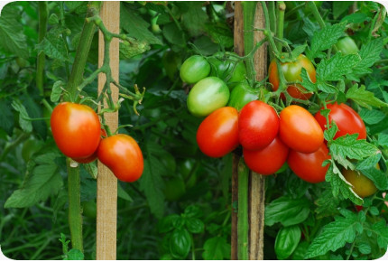 ORGANIC - Tomato - Principe Borghese