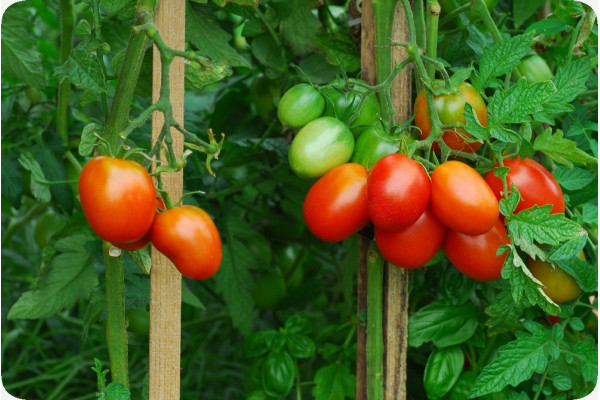 ORGANIC - Tomato - Principe Borghese
