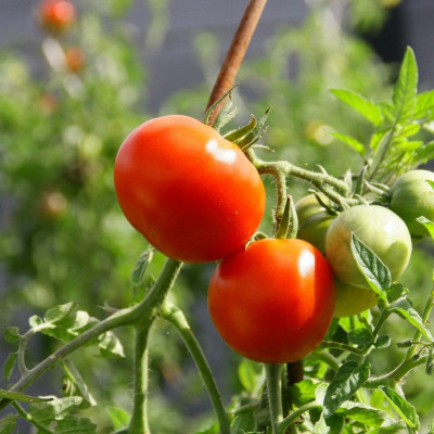 ORGANIC - Tomato - Principe Borghese