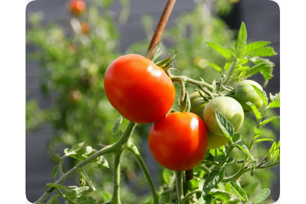 ORGANIC - Tomato - Principe Borghese