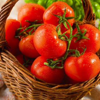 BIO - Tomate - Berner Rose