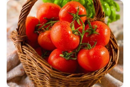 BIO - Tomate - Berner Rose