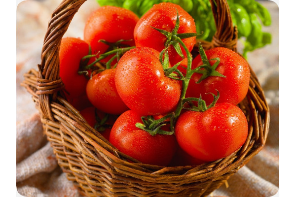 Organic - Tomato - Berner Rose