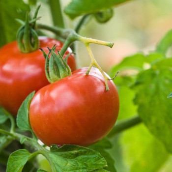 BIO - Tomate - Berner Rose