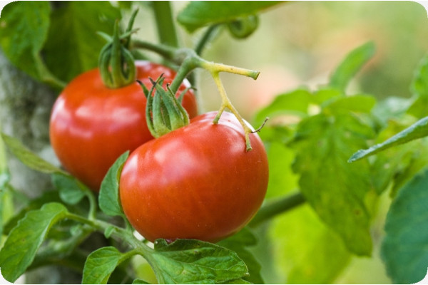 Organic - Tomato - Berner Rose