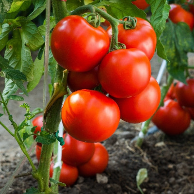 Organic - Tomato - Berner Rose