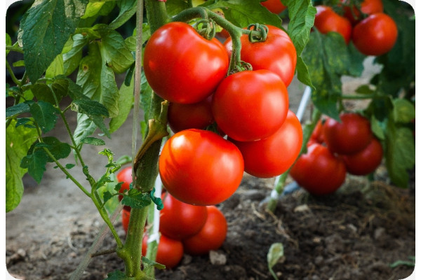 Organic - Tomato - Berner Rose