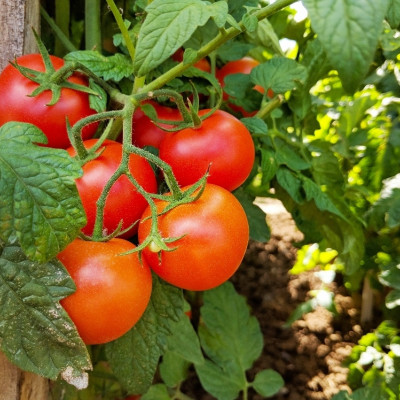 Organic - Tomato - Berner Rose