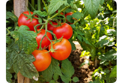 BIO - Tomate - Berner Rose