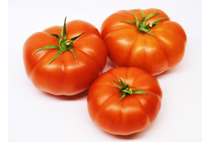 BIO - Tomate - Berner Rose