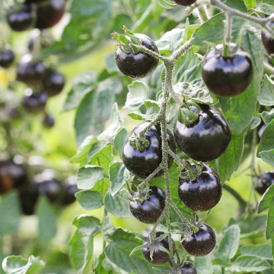Organic - Tomato - Black Cherry