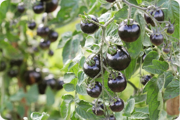 Organic - Tomato - Black Cherry