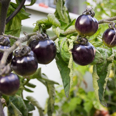 Organic - Tomato - Black Cherry