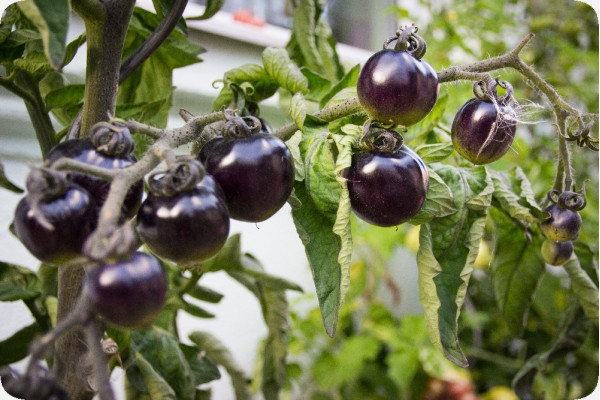 Organic - Tomato - Black Cherry