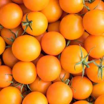 Organic - Tomato - Golden Queen