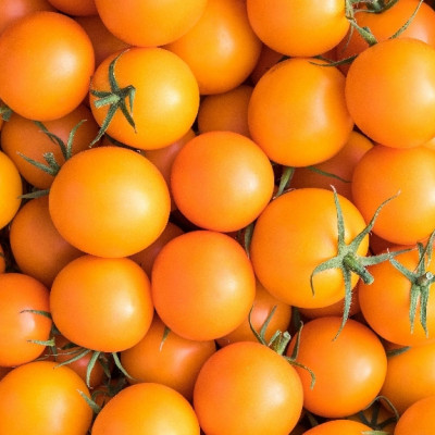 Organic - Tomato - Golden Queen