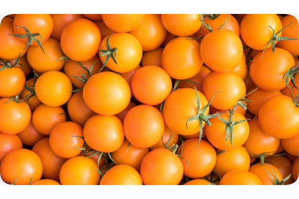 Organic - Tomato - Golden Queen
