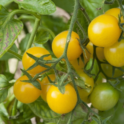 Organic - Tomato - Golden Queen