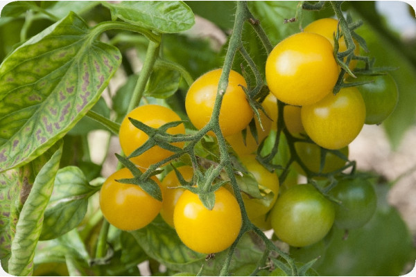 Organic - Tomato - Golden Queen