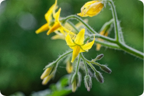 Organic - Tomato - Golden Queen