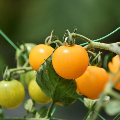 Organic - Tomato - Golden Queen
