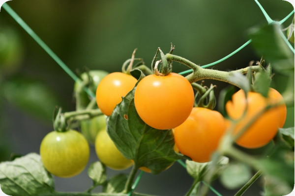 Organic - Tomato - Golden Queen