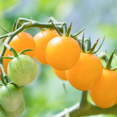 Organic - Tomato - Golden Queen