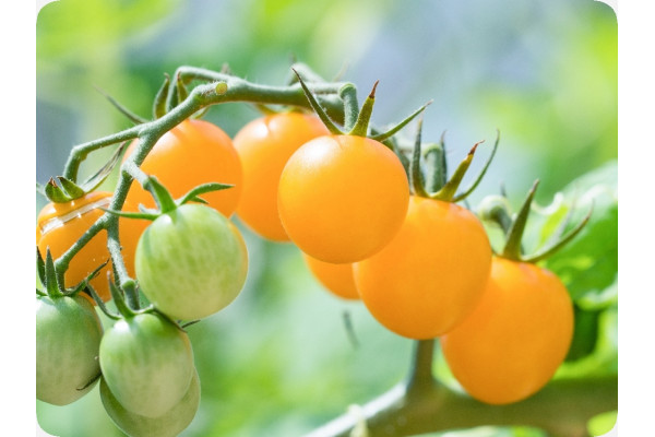 Organic - Tomato - Golden Queen