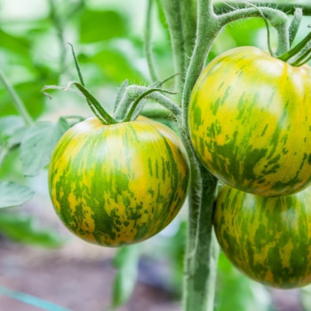 Organic Tomato - Green Zebra