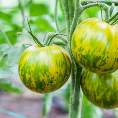 Organic Tomato - Green Zebra
