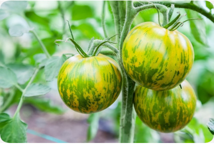ORGANIC - Tomato - Green Zebra