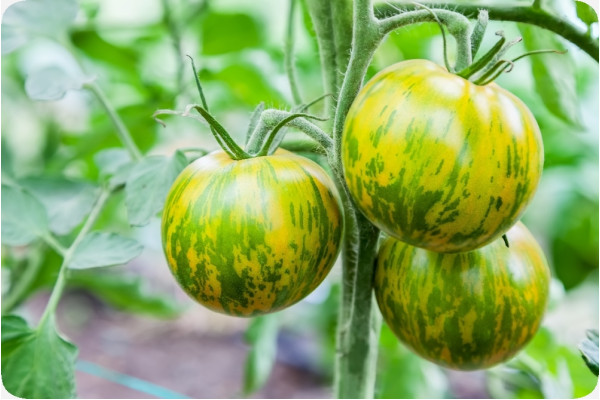 Organic Tomato - Green Zebra